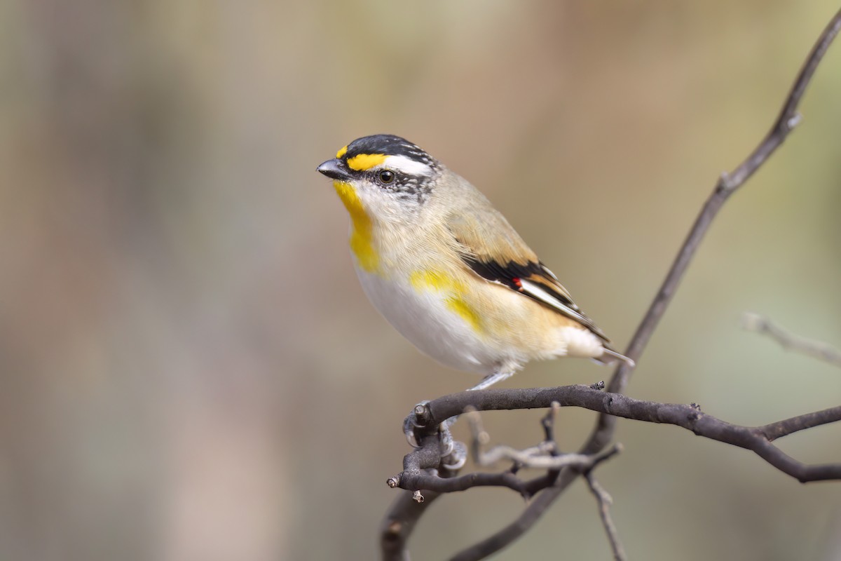 Striated Pardalote - ML618114285