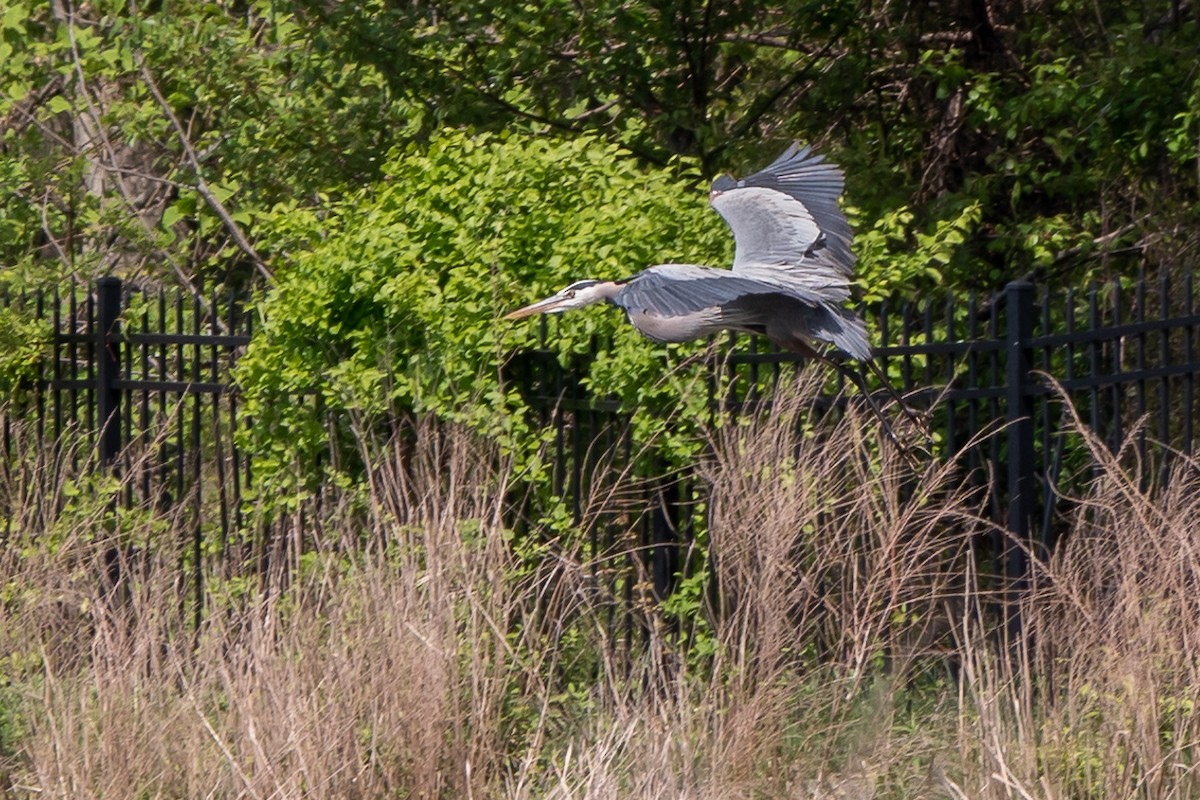 Great Blue Heron - Marilyn Henry