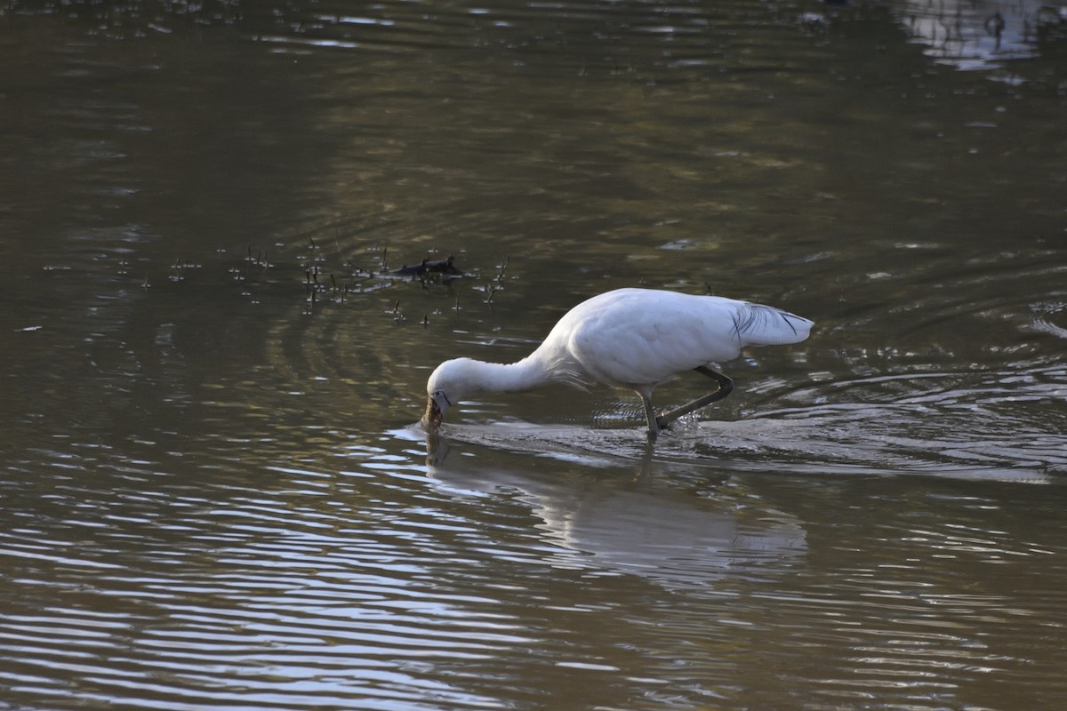 Yellow-billed Spoonbill - ML618114327