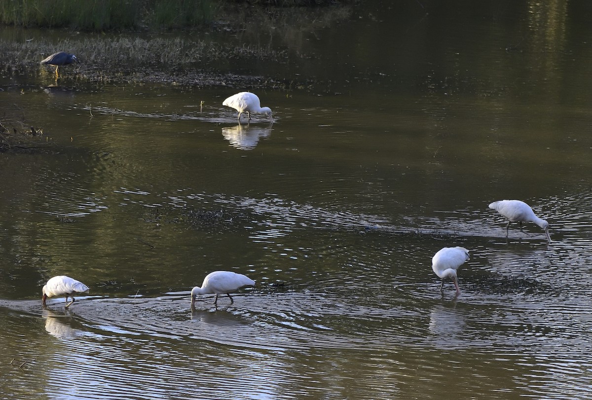 Yellow-billed Spoonbill - ML618114328