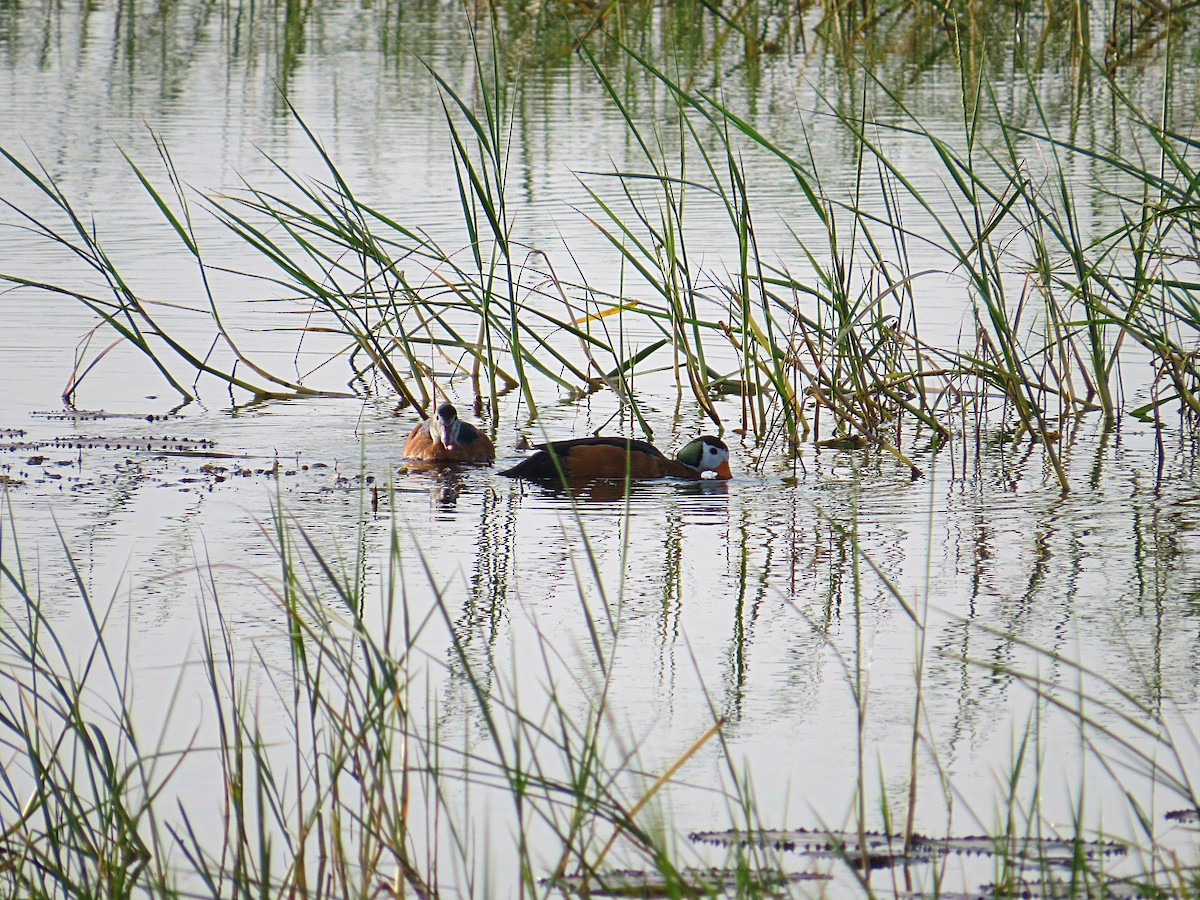 African Pygmy-Goose - Andrew Cauldwell