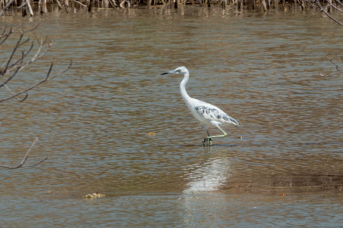 Little Blue Heron - ML618114349