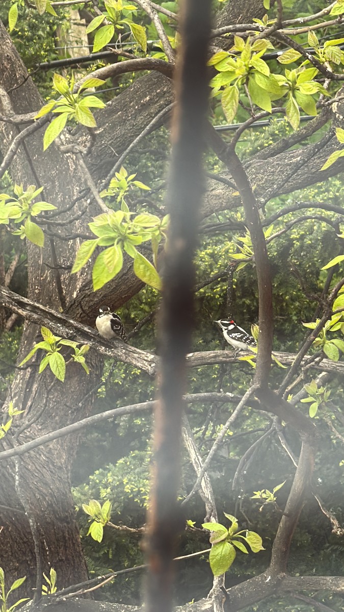 Downy Woodpecker (Eastern) - Sarah R