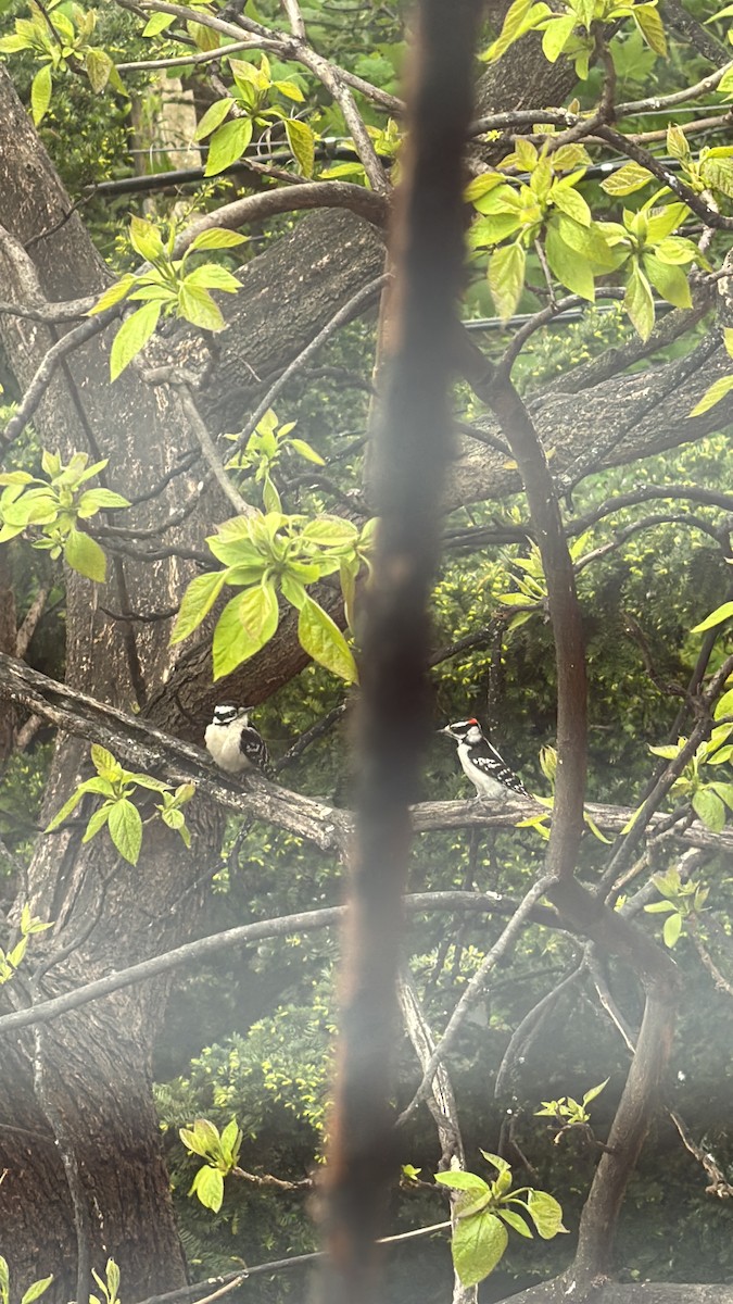 Downy Woodpecker (Eastern) - Sarah R