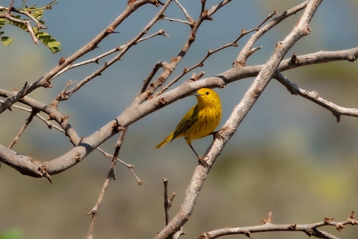 Yellow Warbler - ML618114399