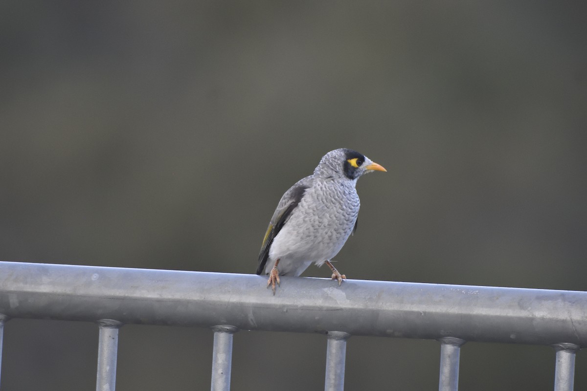 Noisy Miner - ML618114423