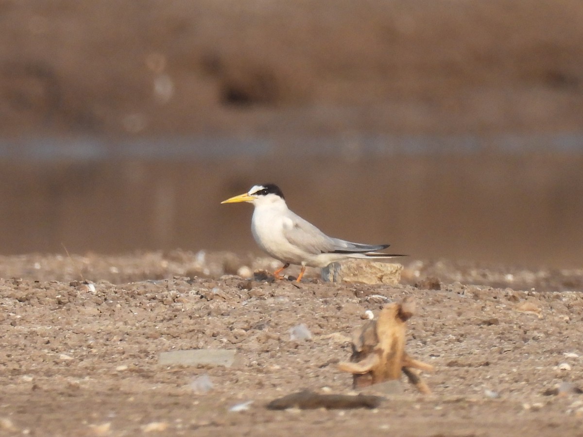 Little Tern - Ramesh Desai