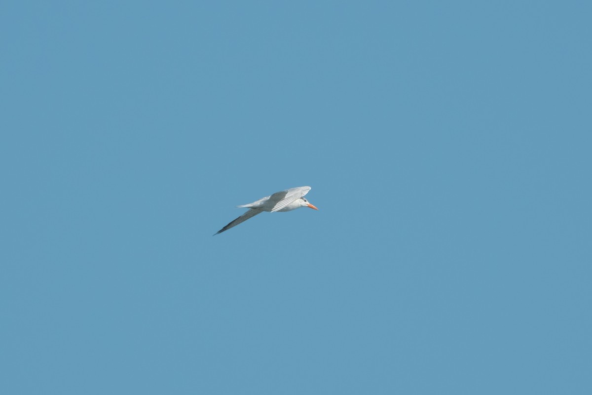 Royal Tern - Forest Tomlinson