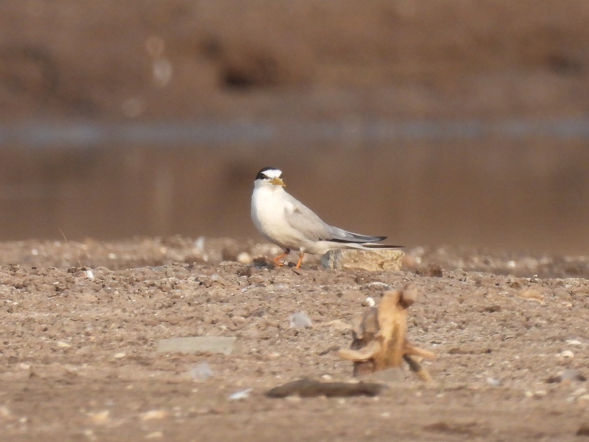 Little Tern - Ramesh Desai