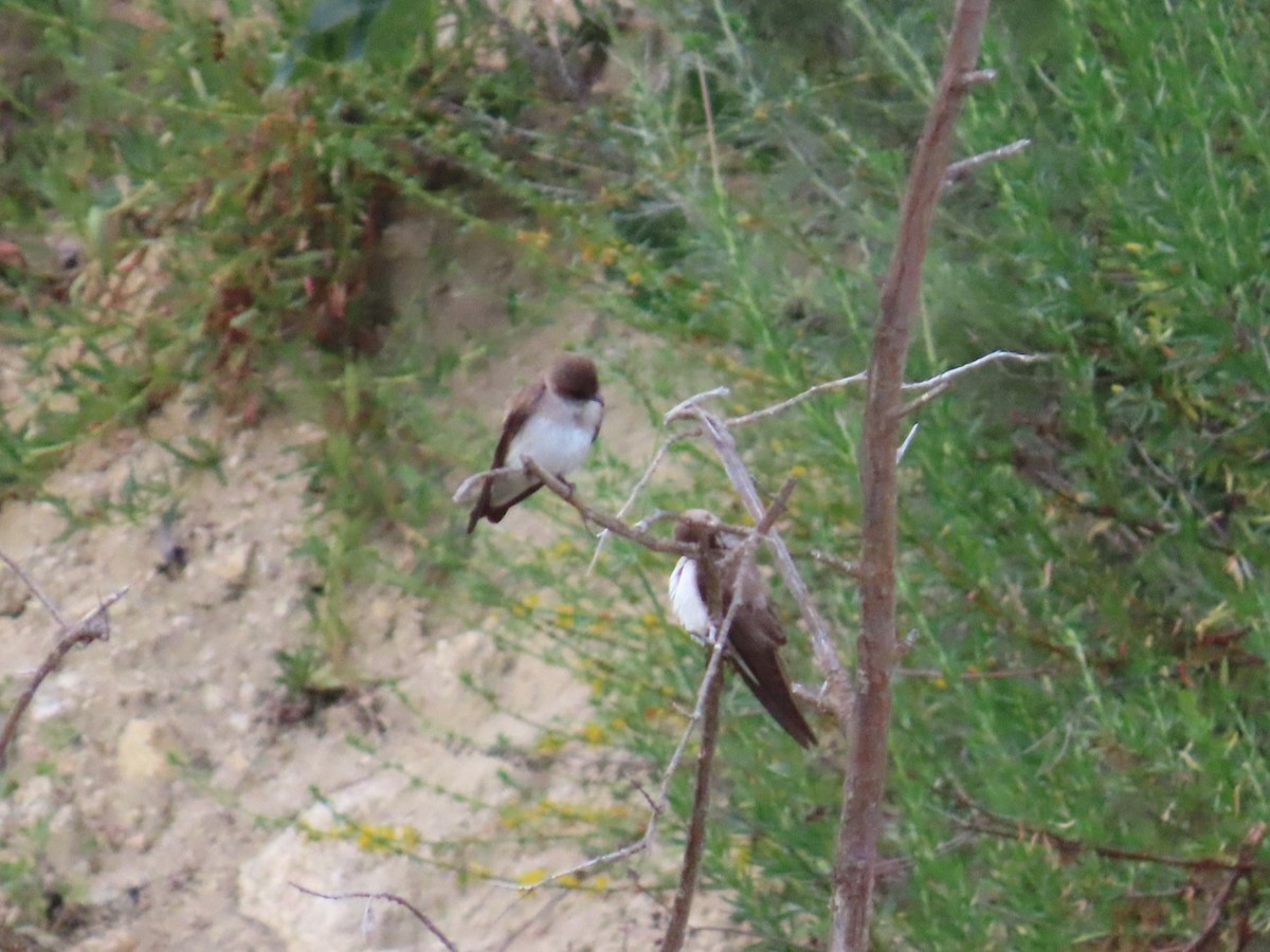 Northern Rough-winged Swallow - Dottie Marron