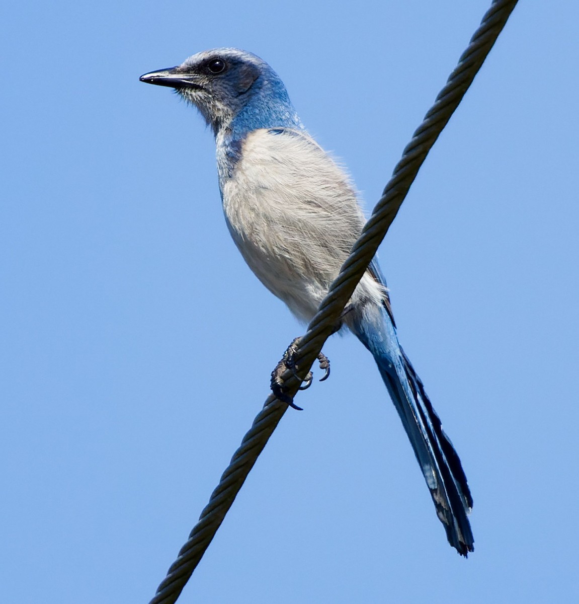 Florida Scrub-Jay - Kip Miller