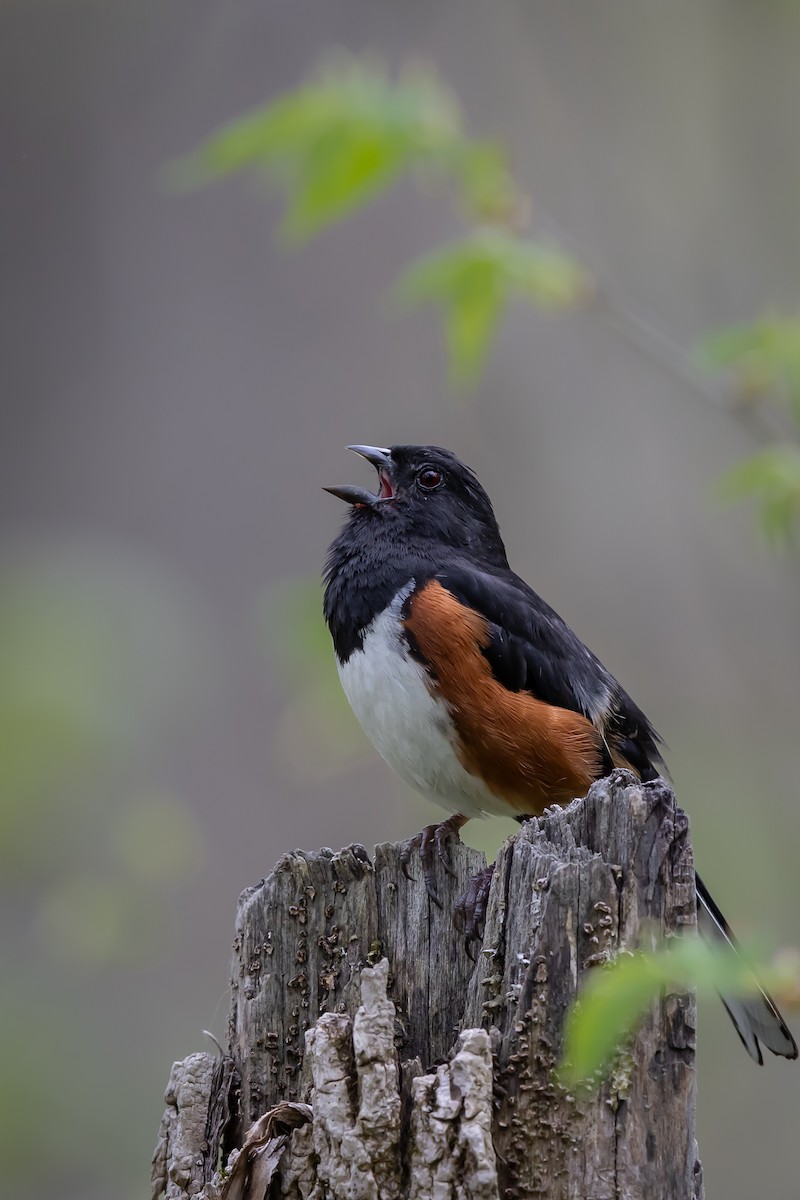 Eastern Towhee - Renee Sparks