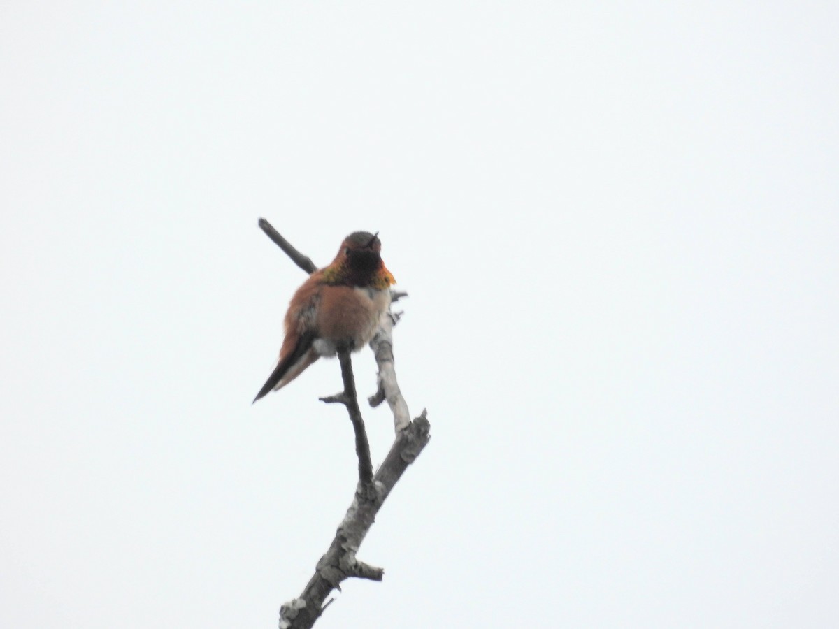 Rufous Hummingbird - John Gulley