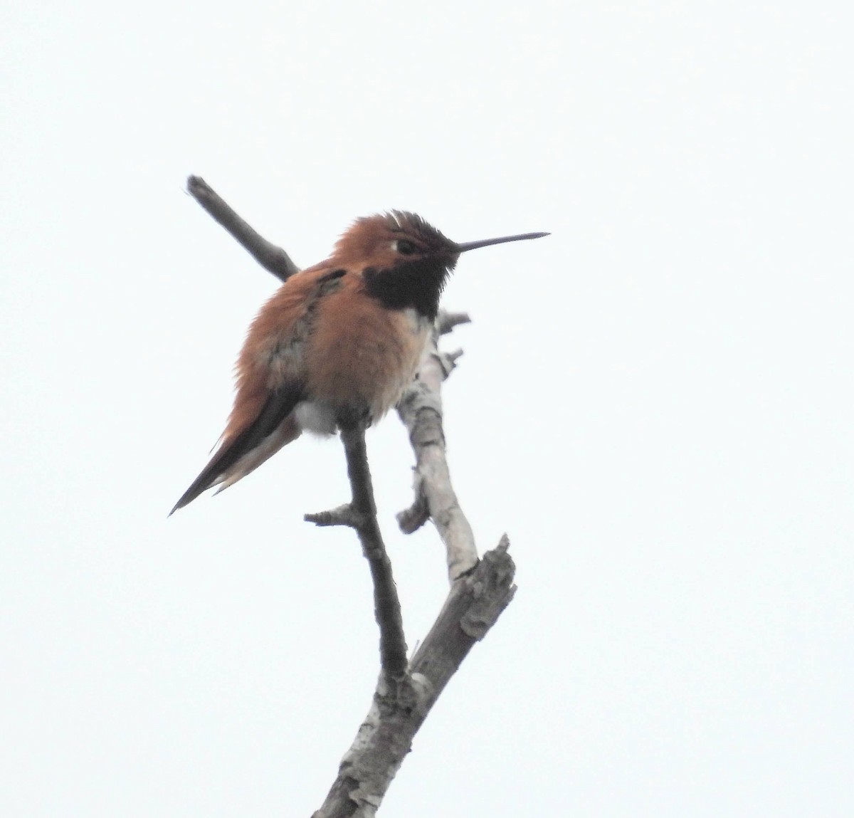 Rufous Hummingbird - ML618114571