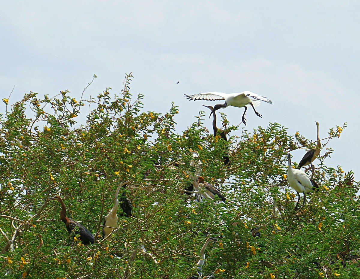 African Darter - Andrew Cauldwell