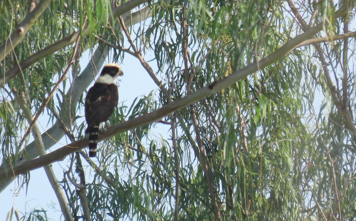 Laughing Falcon - ML618114594