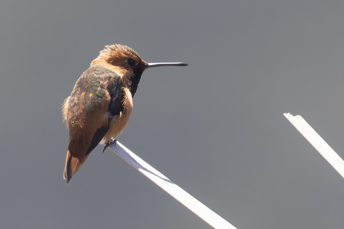 Rufous/Allen's Hummingbird - Ted Keyel