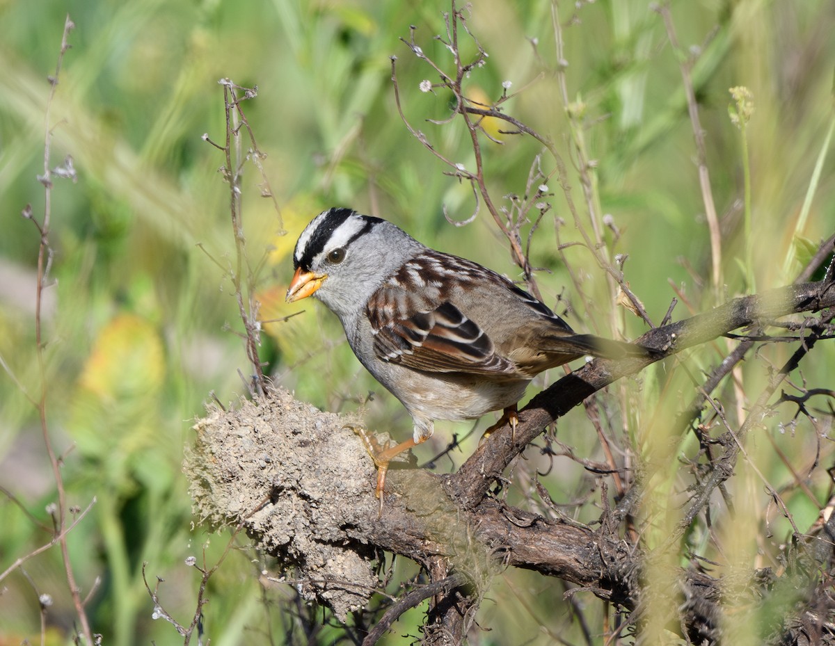 White-crowned Sparrow (Gambel's) - Joshua Greenfield