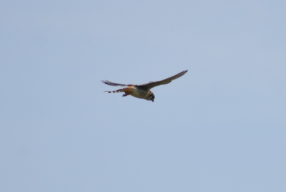 American Kestrel - ML618114642