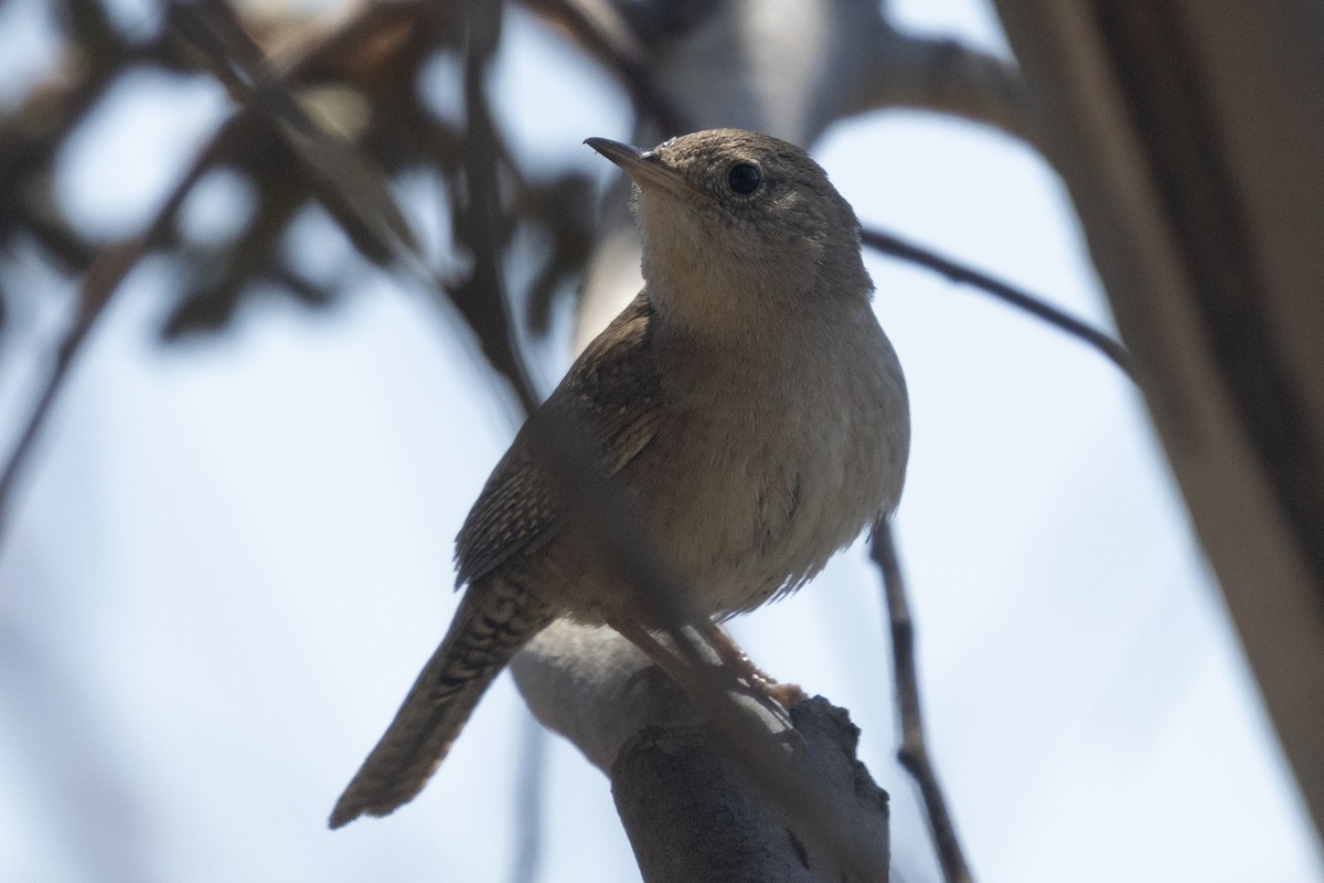 House Wren - Ted Keyel