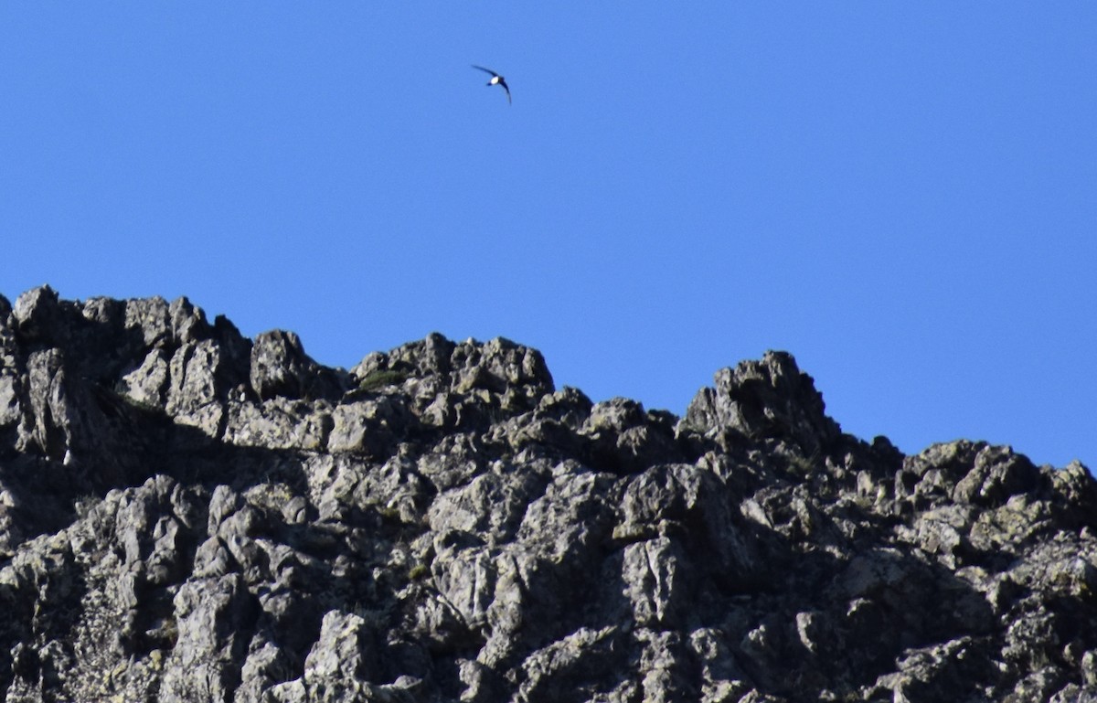 Alpine Swift - Jose Paulo Monteiro