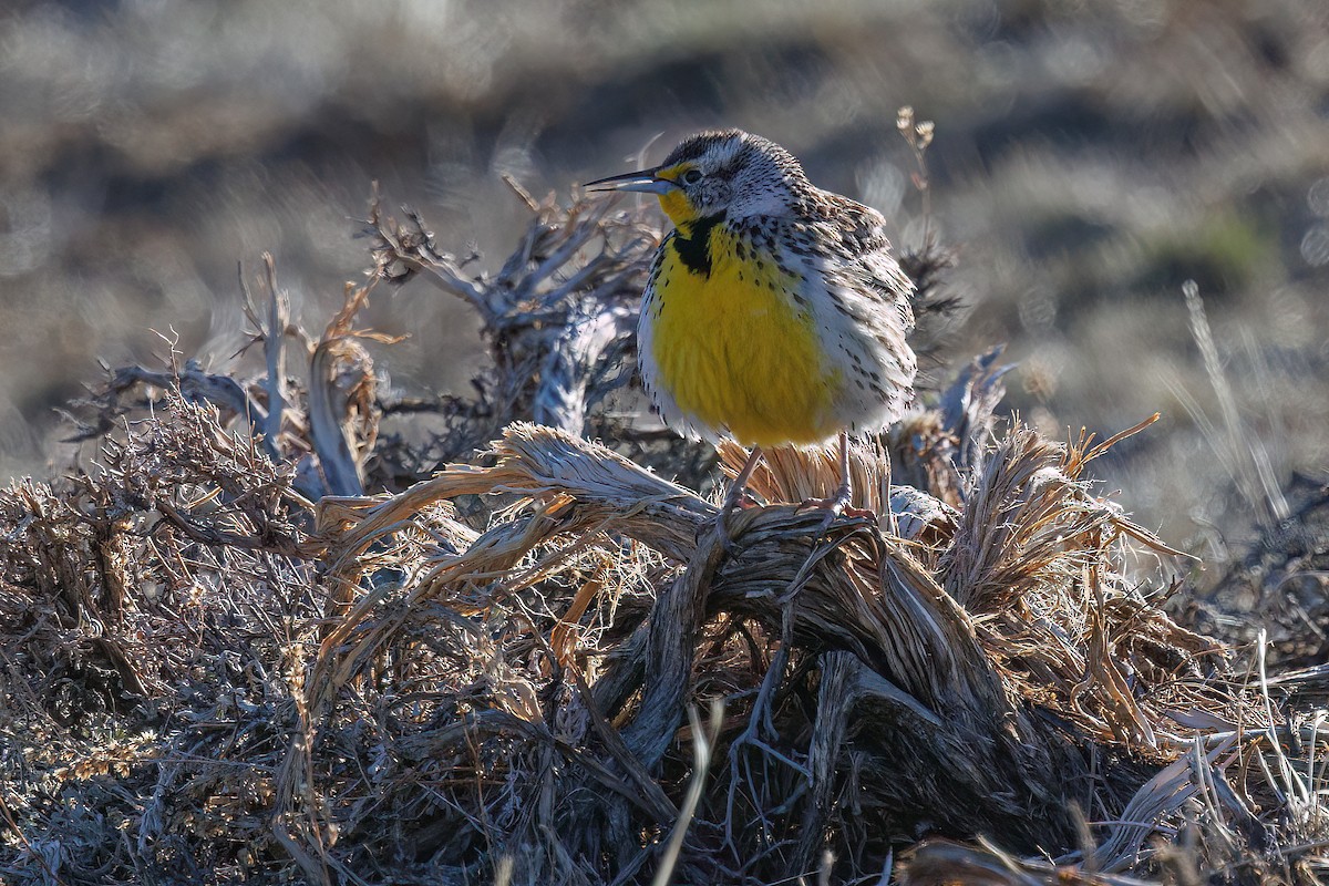 Western Meadowlark - ML618114661