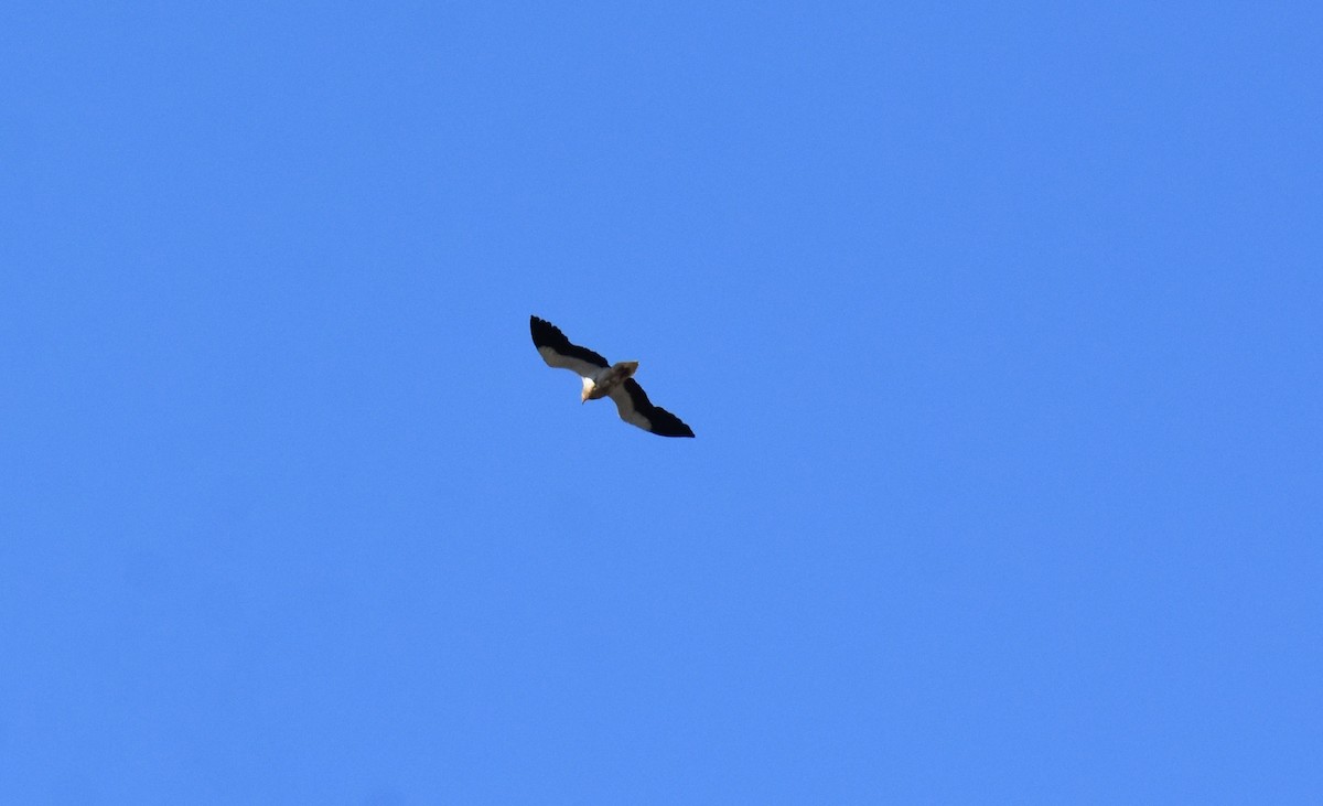 Egyptian Vulture - Jose Paulo Monteiro