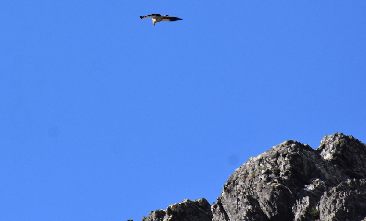 Egyptian Vulture - Jose Paulo Monteiro