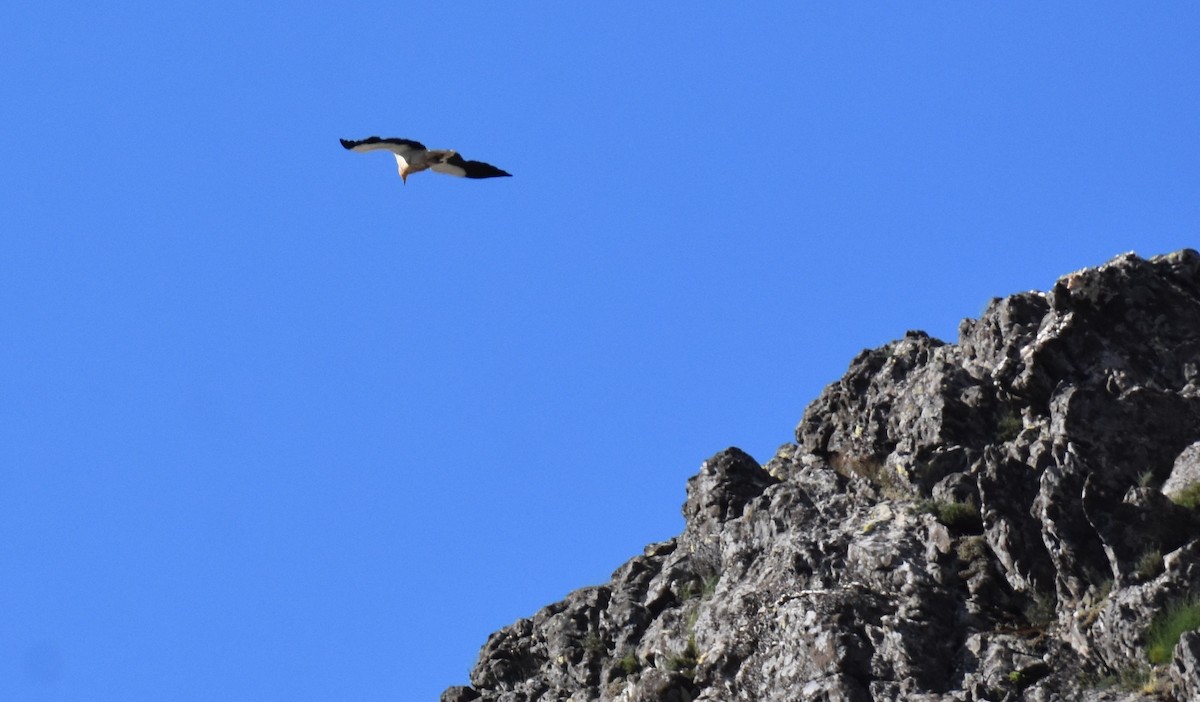 Egyptian Vulture - Jose Paulo Monteiro