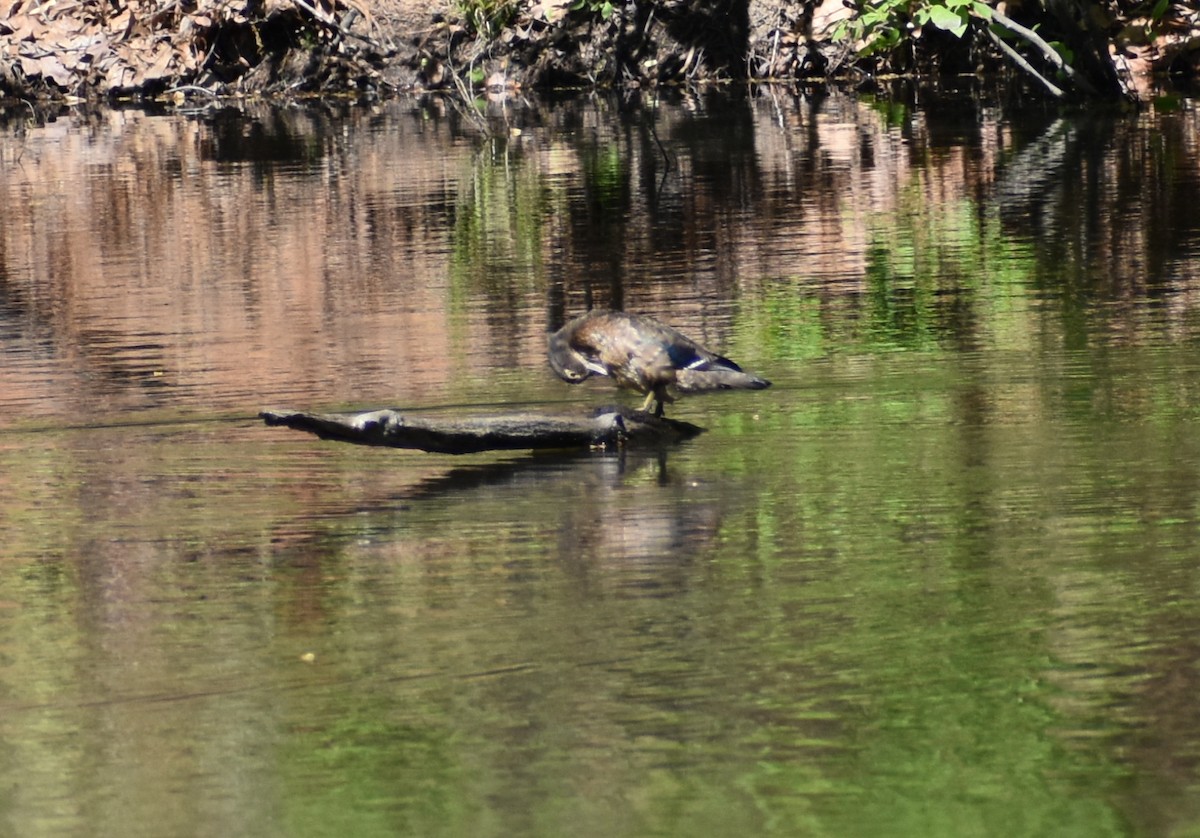 Wood Duck - Robin Toler