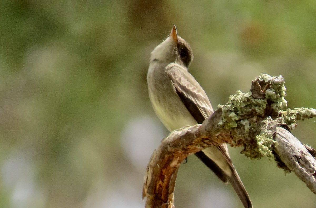 Olive-sided Flycatcher - Petra Clayton