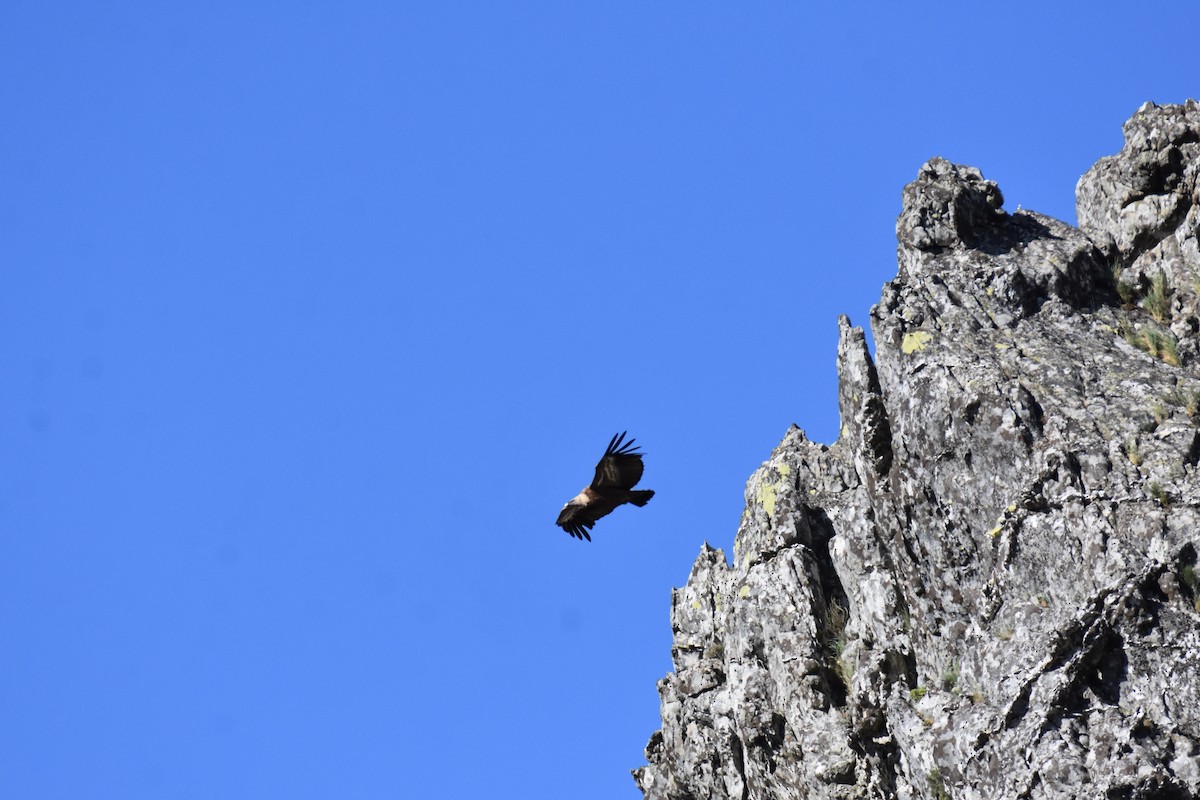 Eurasian Griffon - Jose Paulo Monteiro