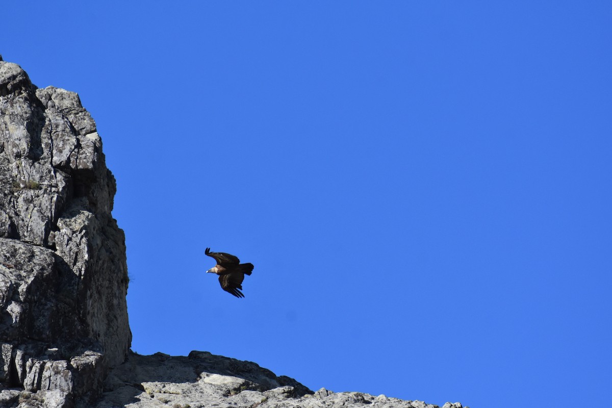 Eurasian Griffon - Jose Paulo Monteiro