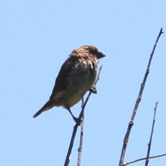 Scaly-breasted Munia - Diane Etchison