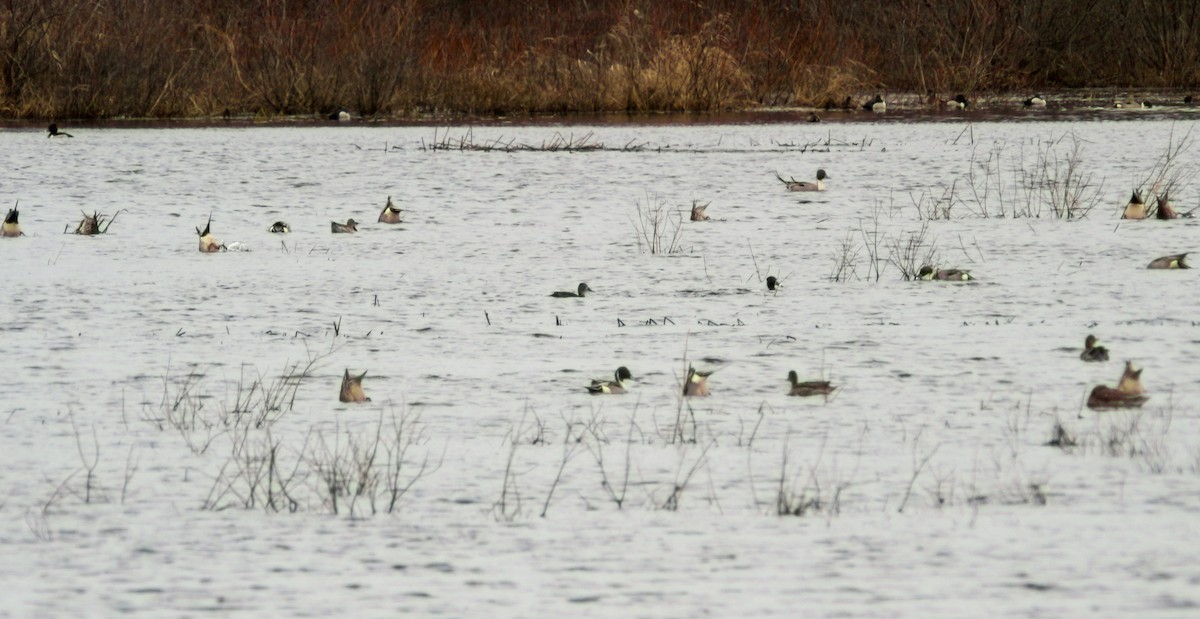 Northern Pintail - Mathieu Beaudin