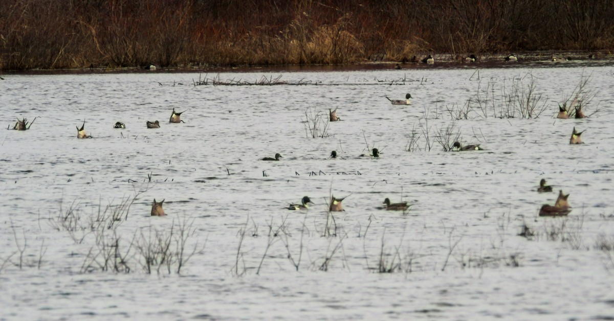 Northern Pintail - Mathieu Beaudin