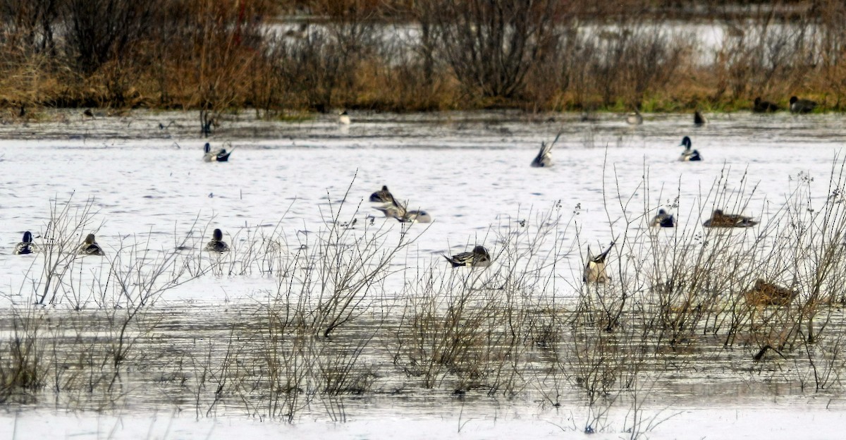 Northern Pintail - Mathieu Beaudin