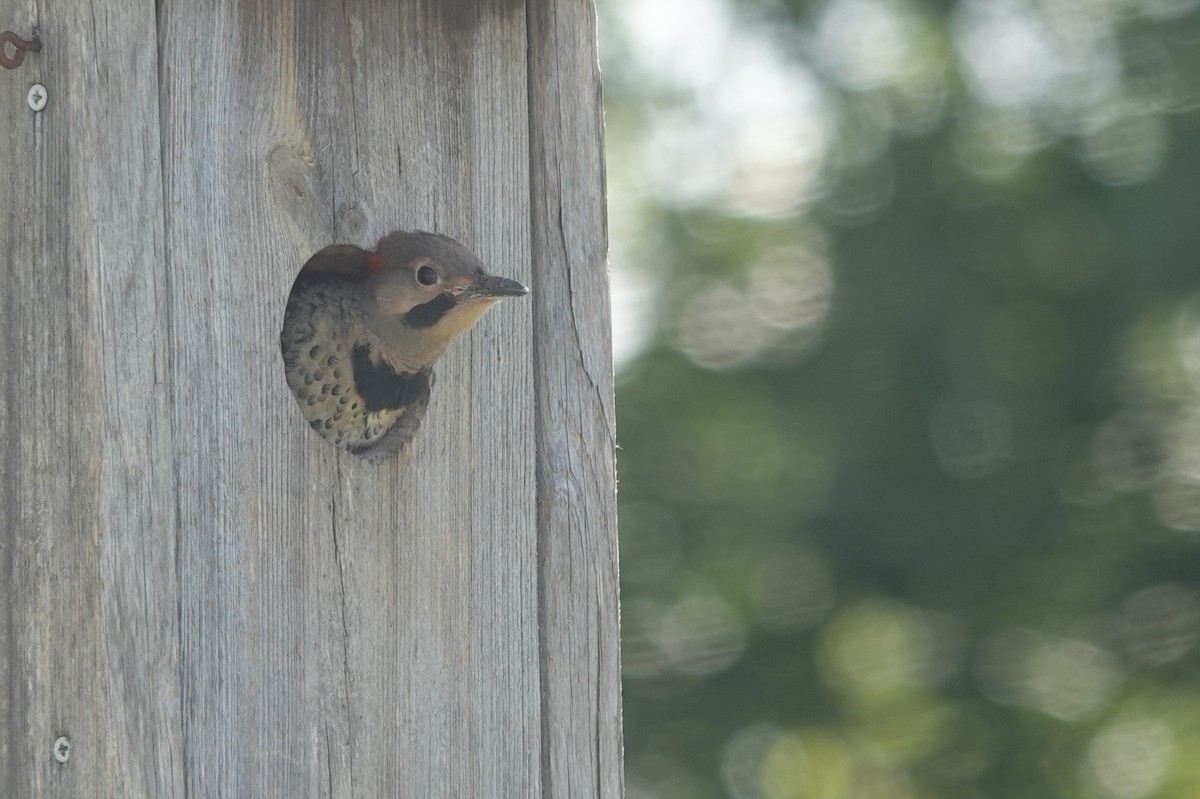 Northern Flicker (Yellow-shafted) - Mick McCarty