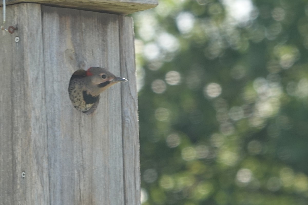 Northern Flicker (Yellow-shafted) - Mick McCarty