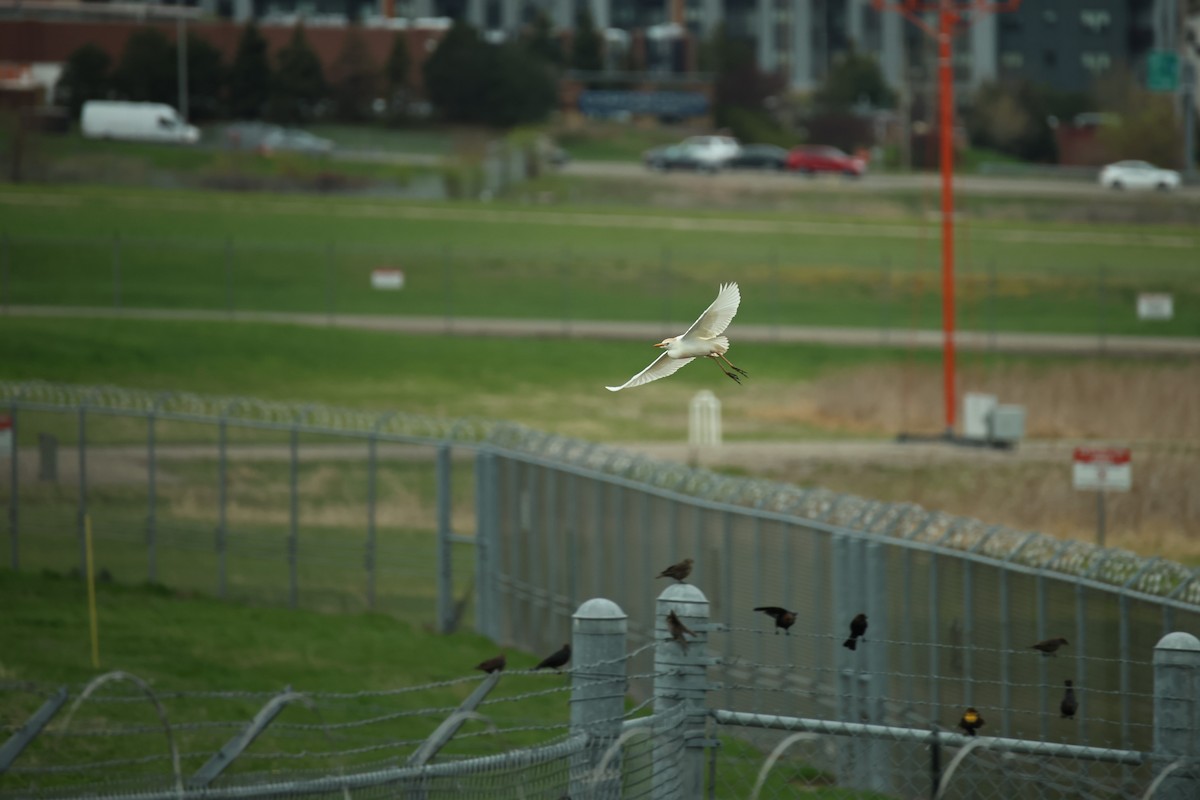 Western Cattle Egret - ML618114793