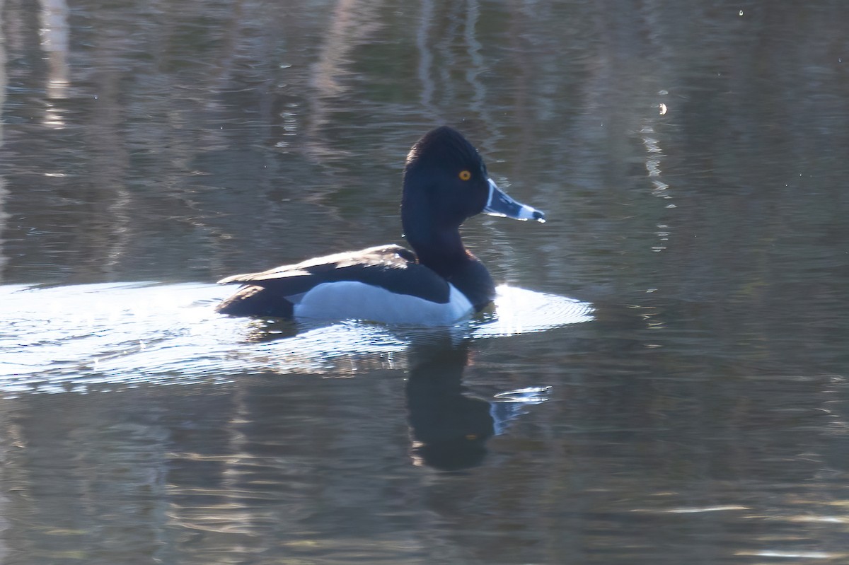 Ring-necked Duck - Mitch (Michel) Doucet