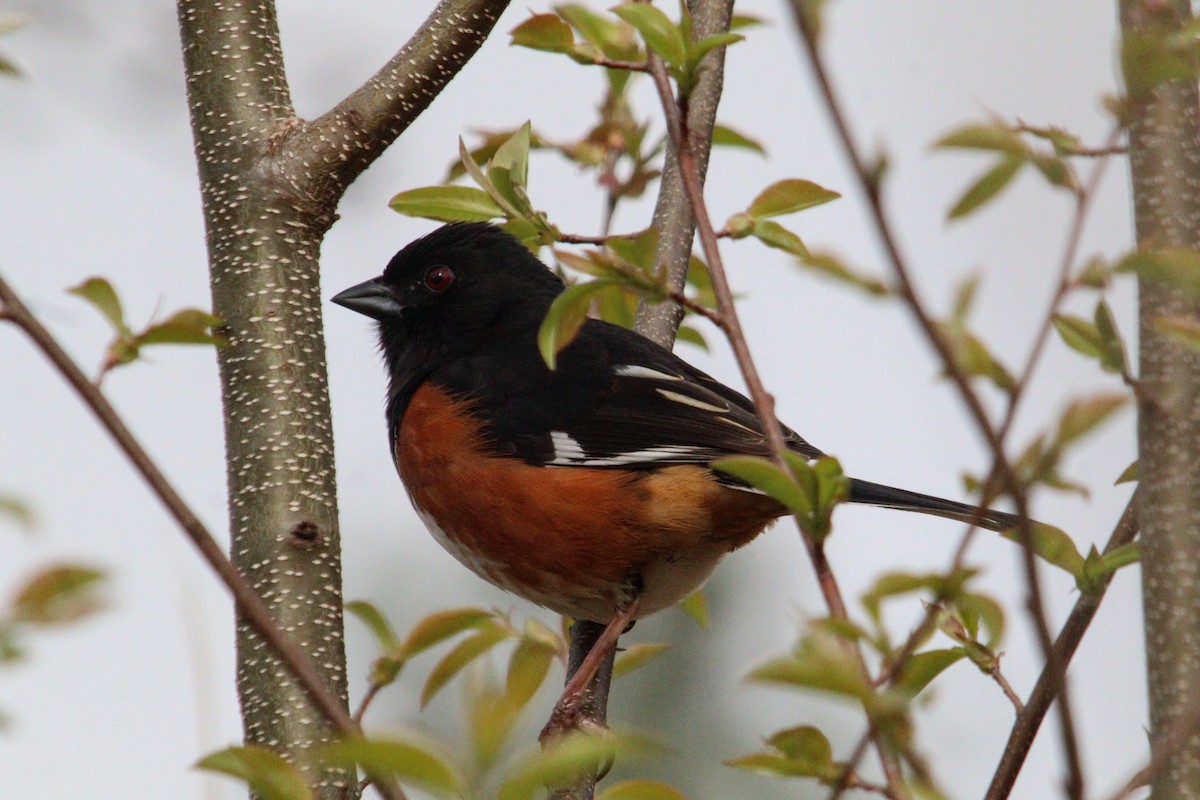 Eastern Towhee - James Teitgen