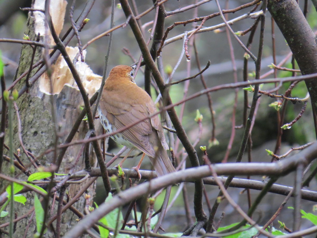 Wood Thrush - Damon Orsetti