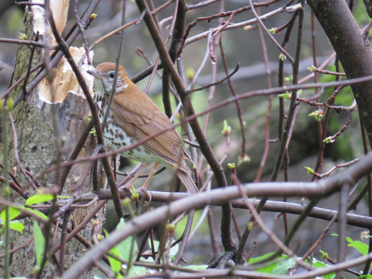 Wood Thrush - Damon Orsetti