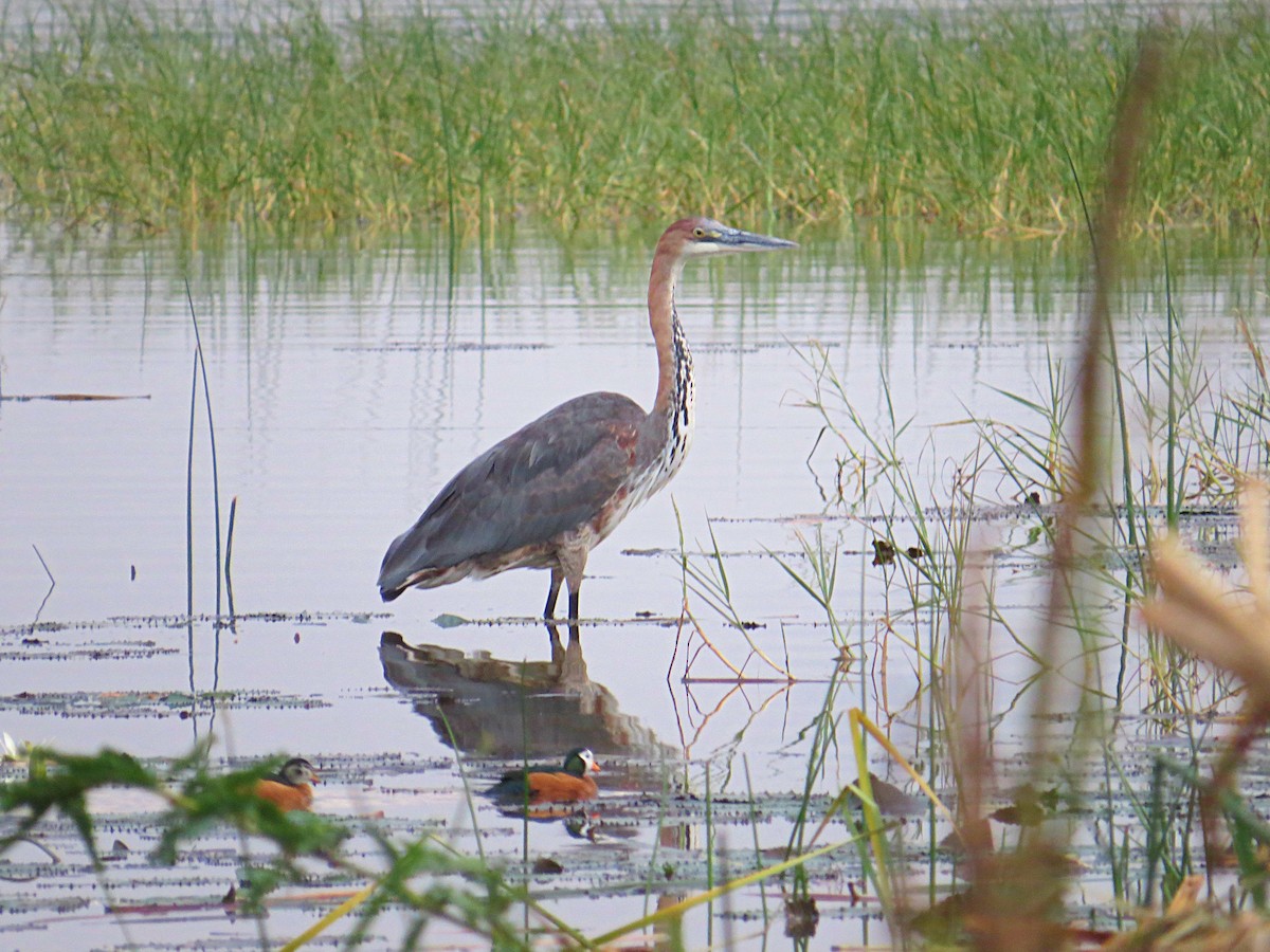 Goliath Heron - Andrew Cauldwell