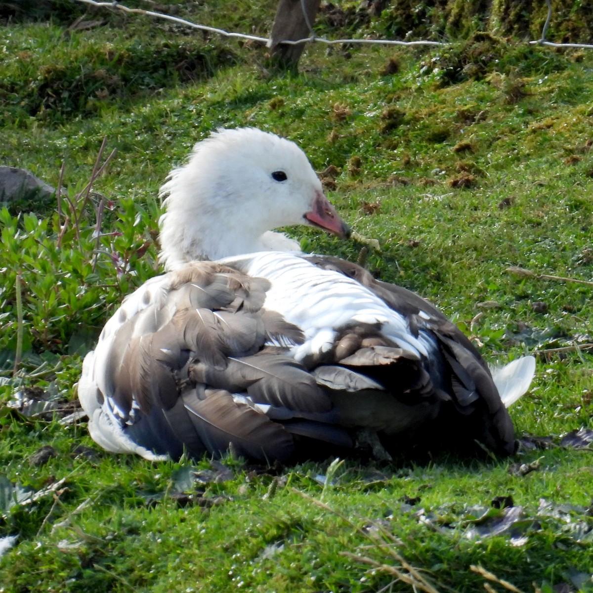 Andean Goose - ML618114889