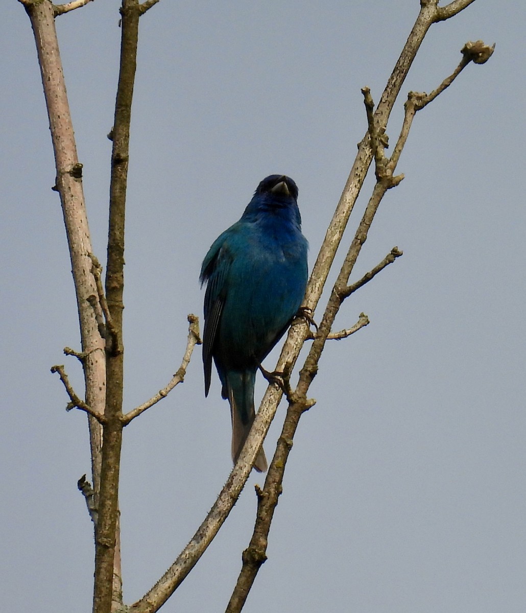 Passerin indigo - ML618114892