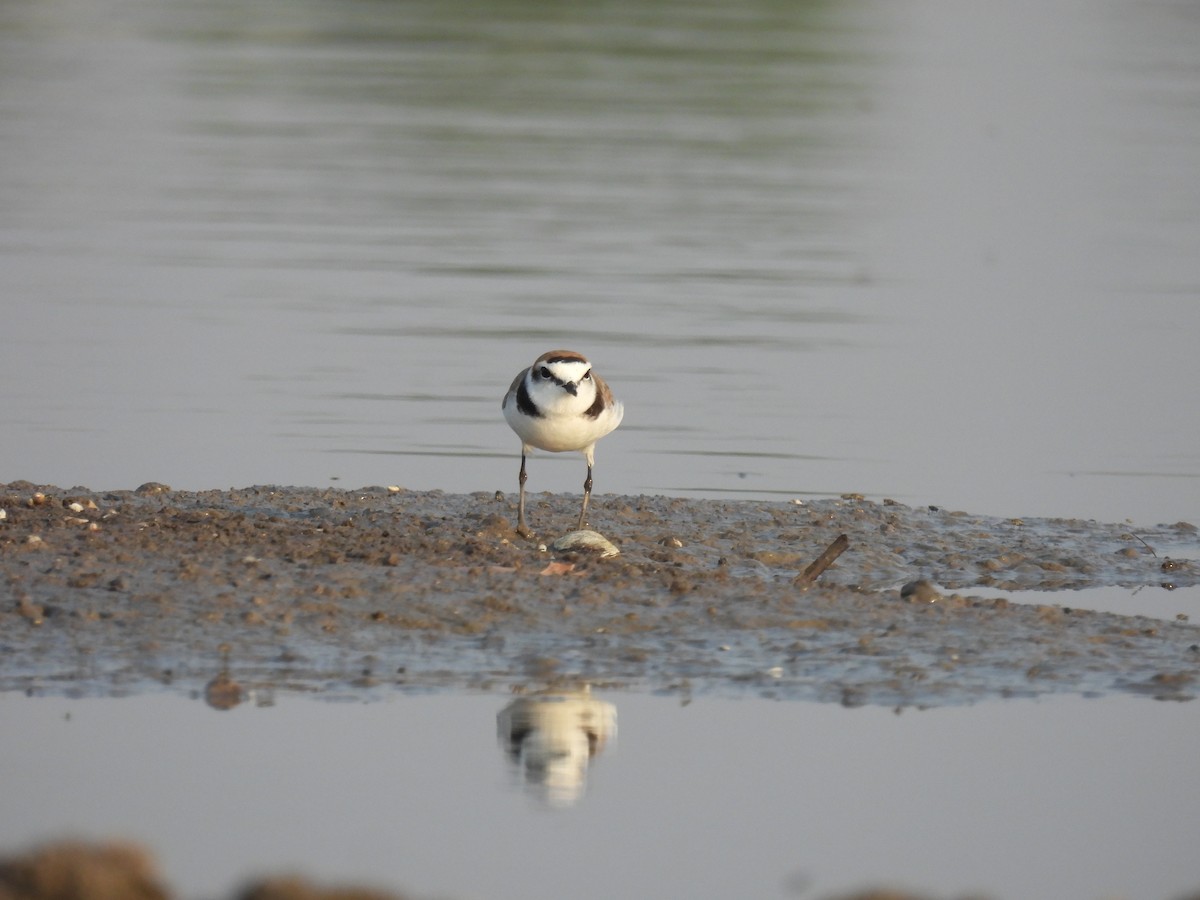 Kentish Plover - Ramesh Desai