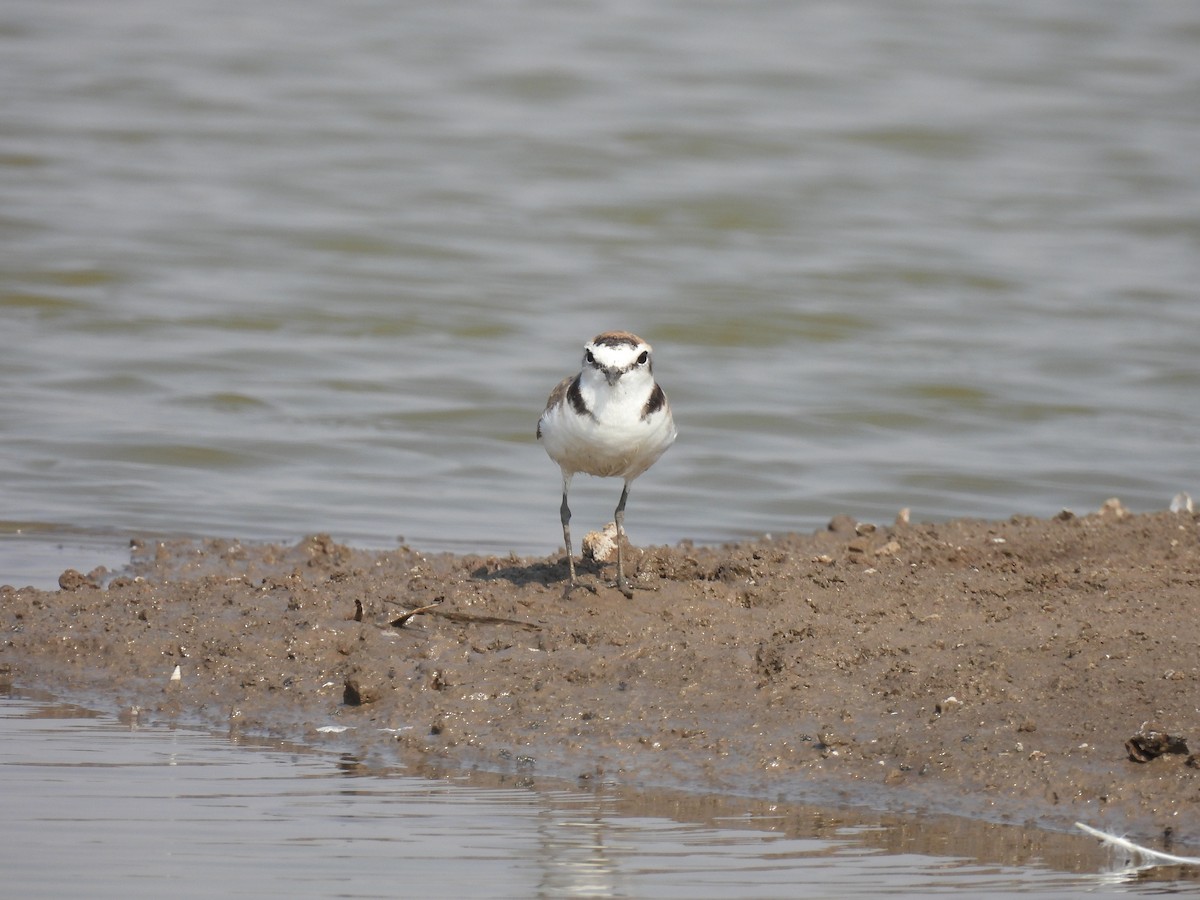 Kentish Plover - Ramesh Desai