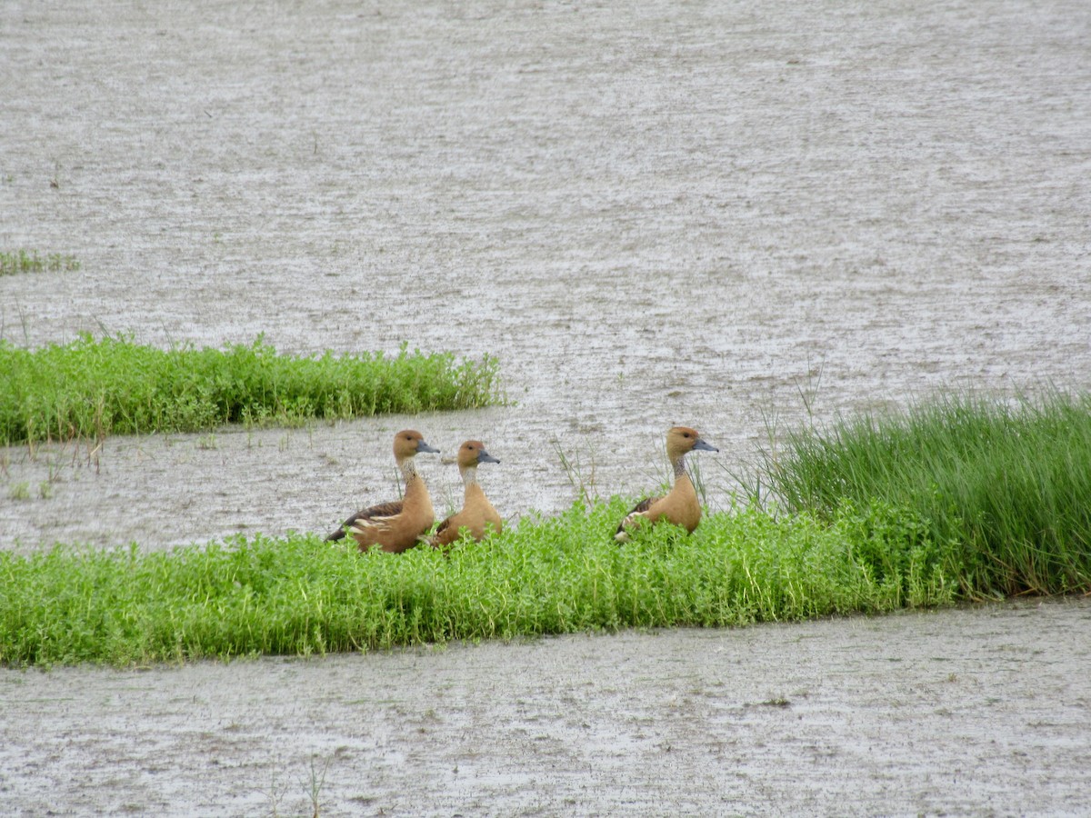 Fulvous Whistling-Duck - ML618114904